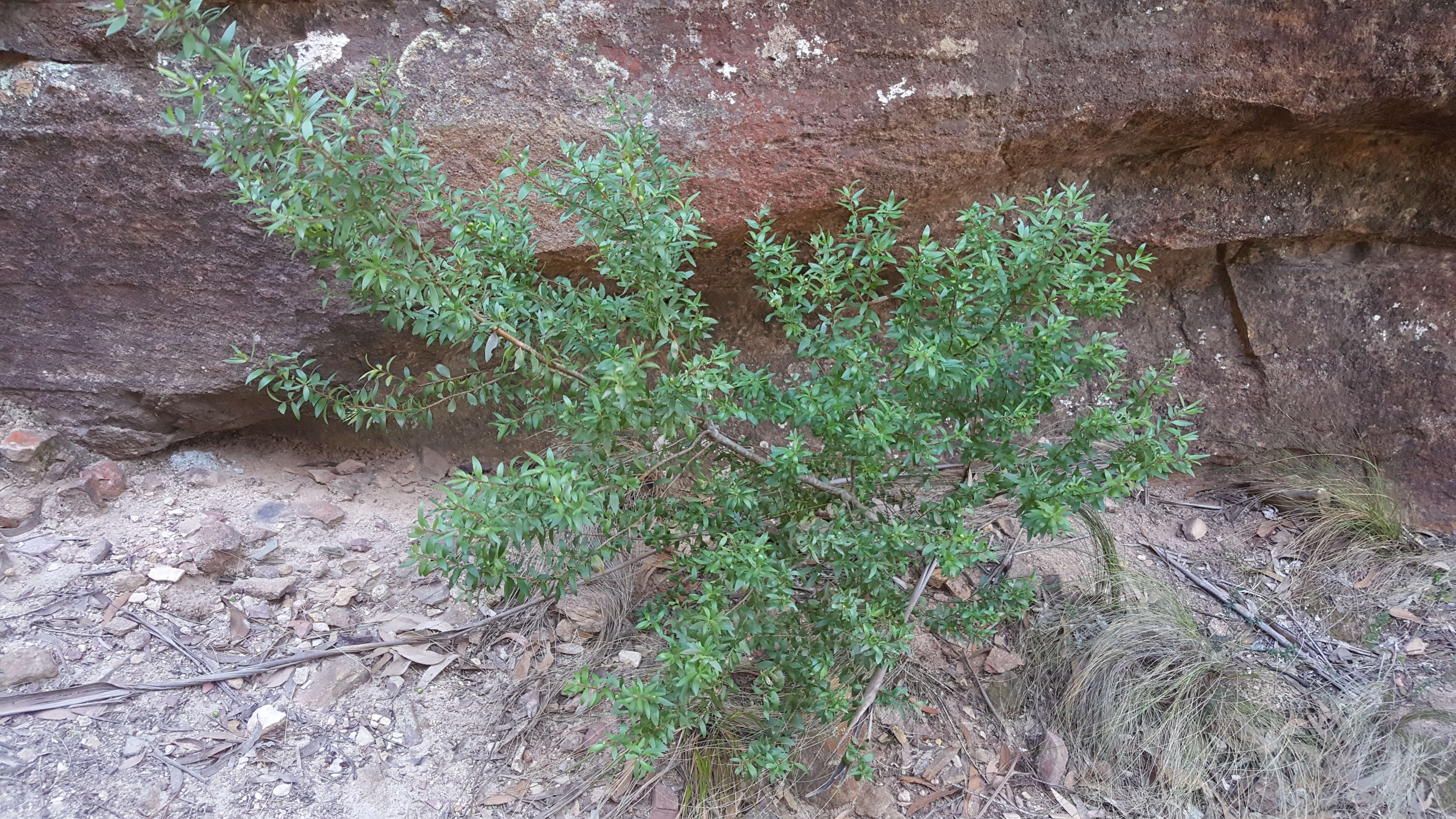Слика од Persoonia myrtilloides Sieb. ex Schultes & J. H. Schultes