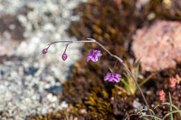 Image of Arthropodium minus R. Br.