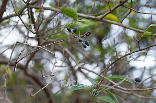 Image of Ligustrum lianum P. S. Hsu