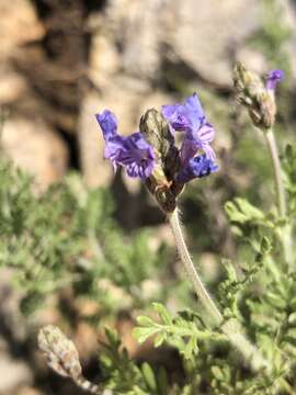 Image of Lavandula multifida L.