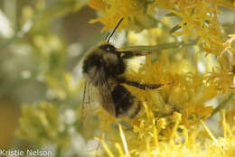 Image of Bombus vancouverensis nearcticus Handlirsch 1888