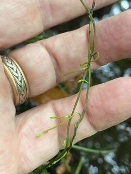 Image de Bartonia paniculata subsp. paniculata