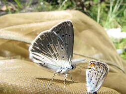 Image of Polyommatus daphnis