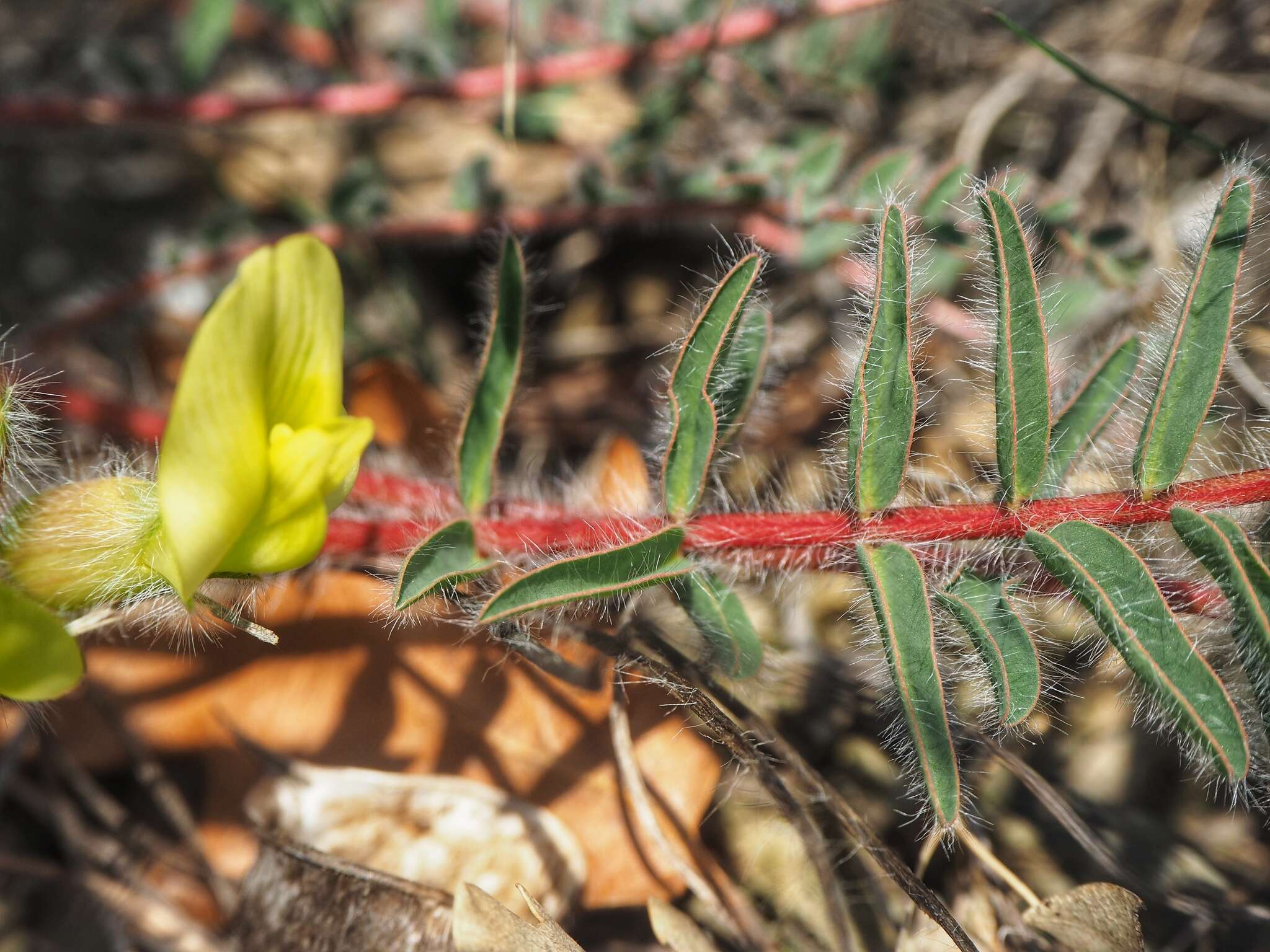 Sivun Astragalus utriger Pall. kuva