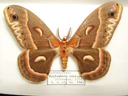 Hyalophora cecropia (Linnaeus 1758) resmi