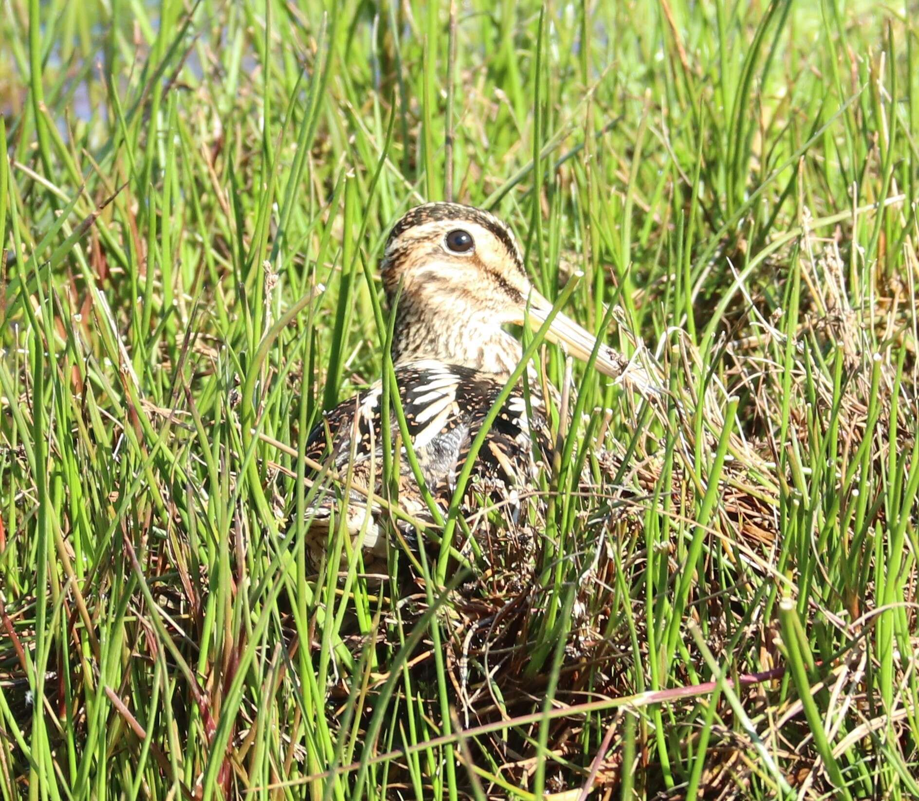 Gallinago magellanica resmi