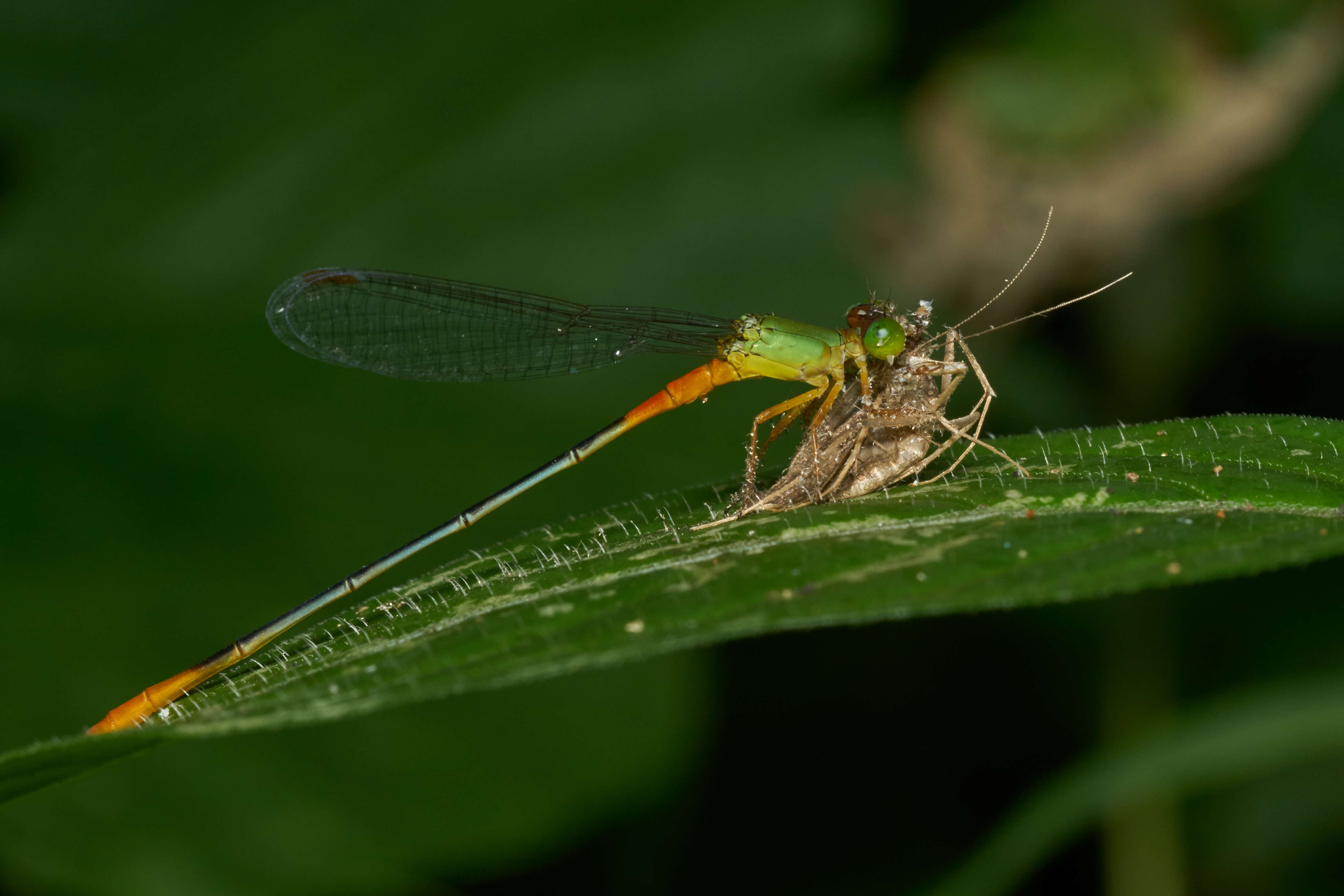 Imagem de Ceriagrion cerinorubellum (Brauer 1865)