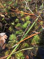 Image of Comb-Leaf Mermaidweed