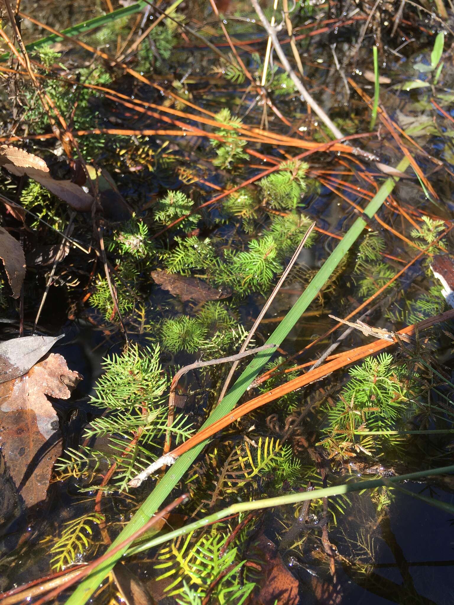 Image of Comb-Leaf Mermaidweed