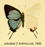 Image of Iolaus schultzei (Aurivillius 1905)