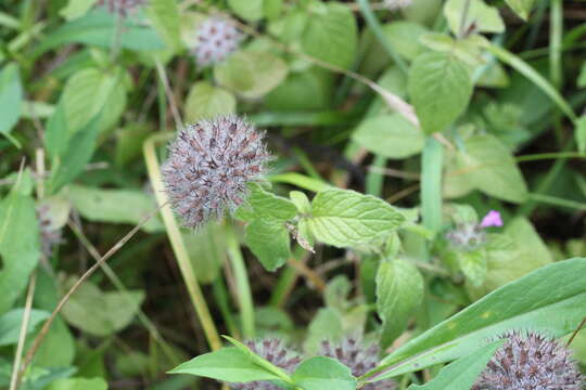 Image of wild basil