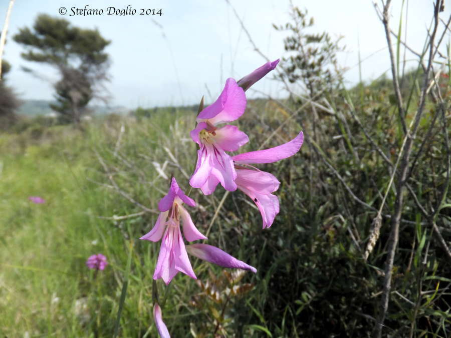 Image of Common Sword Lily