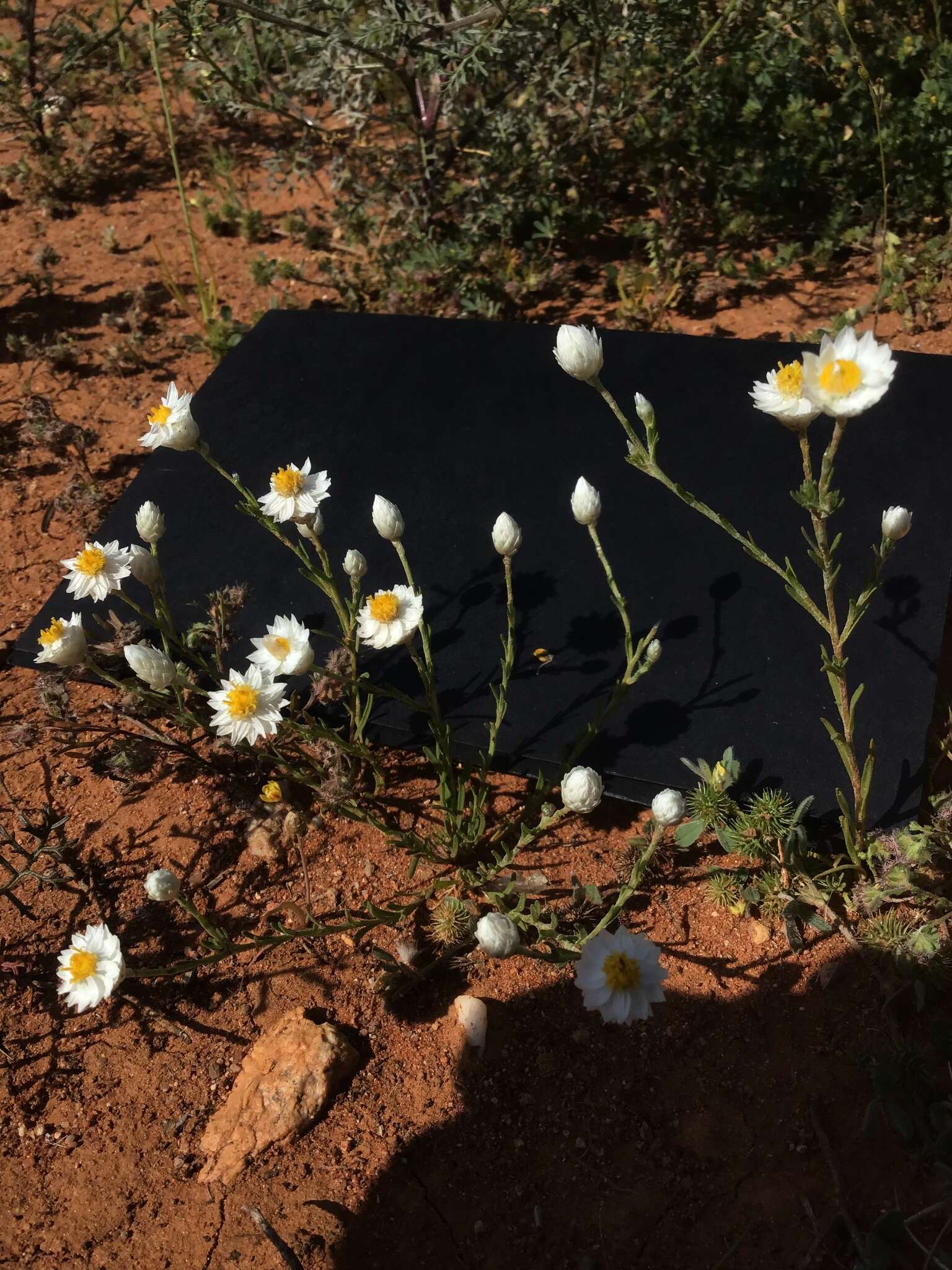 Image of Common White Sunray