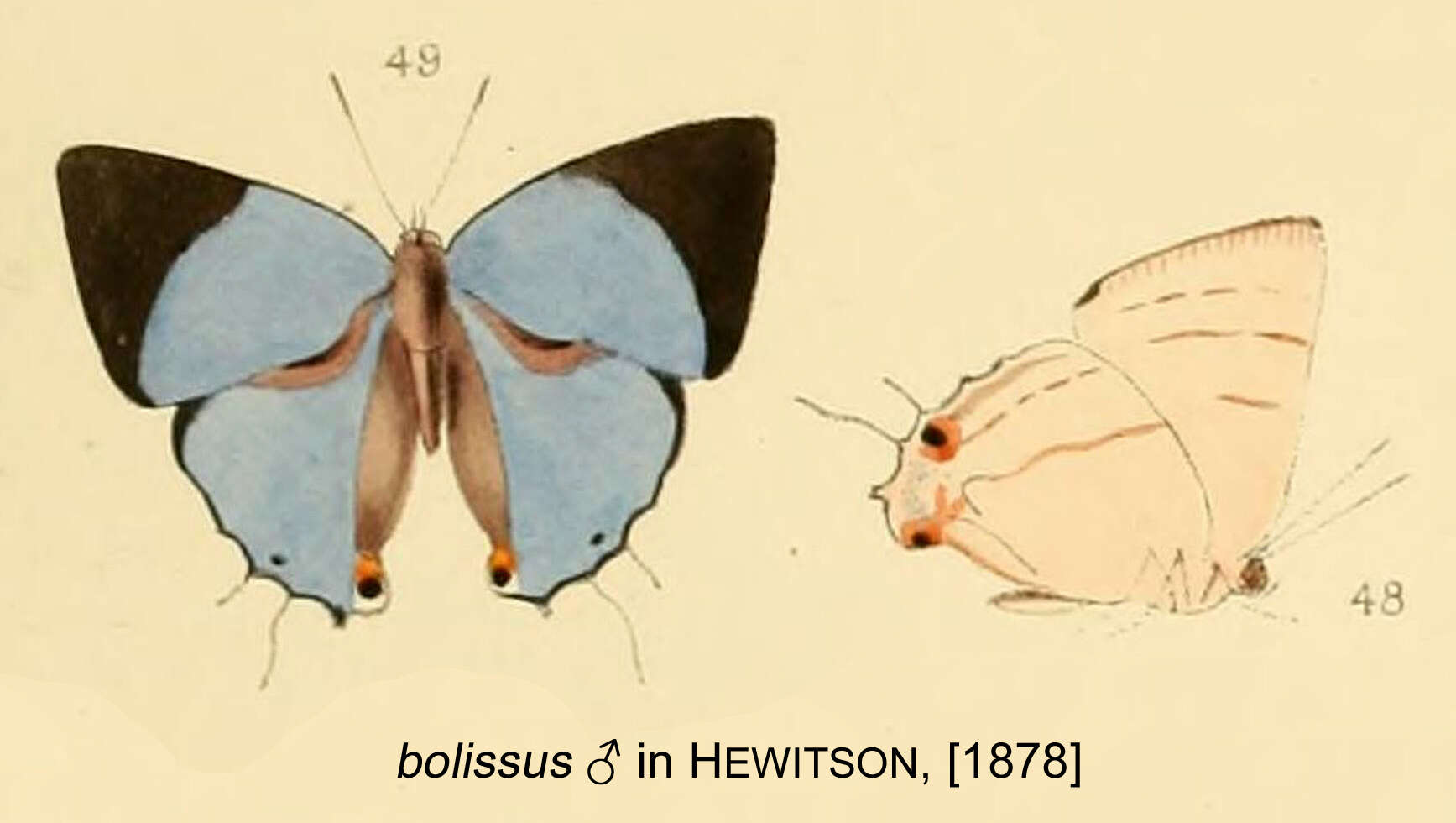 Image of Iolaus bolissus Hewitson 1873