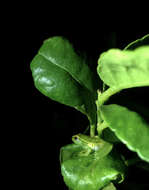 Image of Water Lily Frog