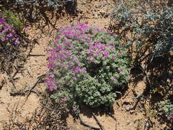 Imagem de Drosanthemum ramosissimum (Schltr.) L. Bol.