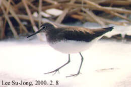 Image of Green Sandpiper