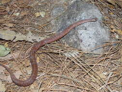 Image of Mexican Brown Snake