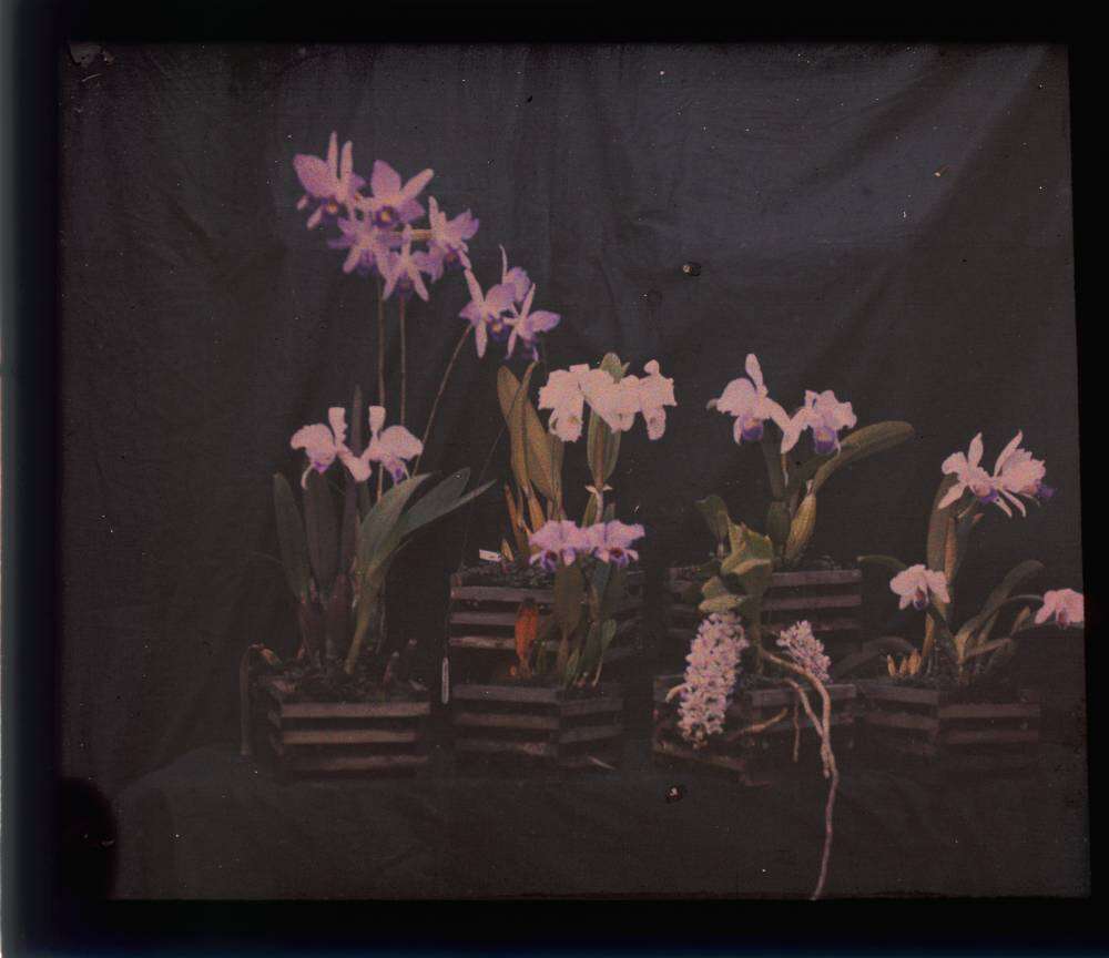 Image de Laelia anceps Lindl.