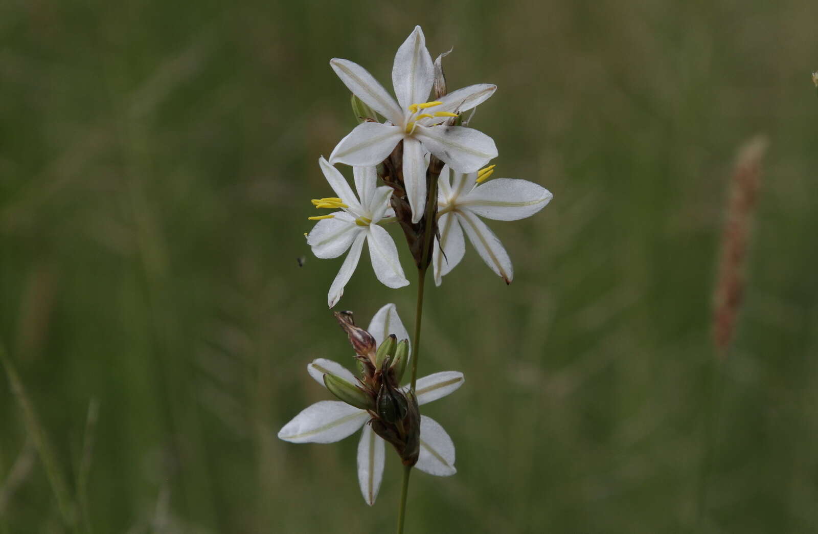 Plancia ëd Chlorophytum fasciculatum (Baker) Kativu