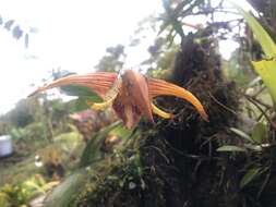 Image of Maxillaria striata Rolfe