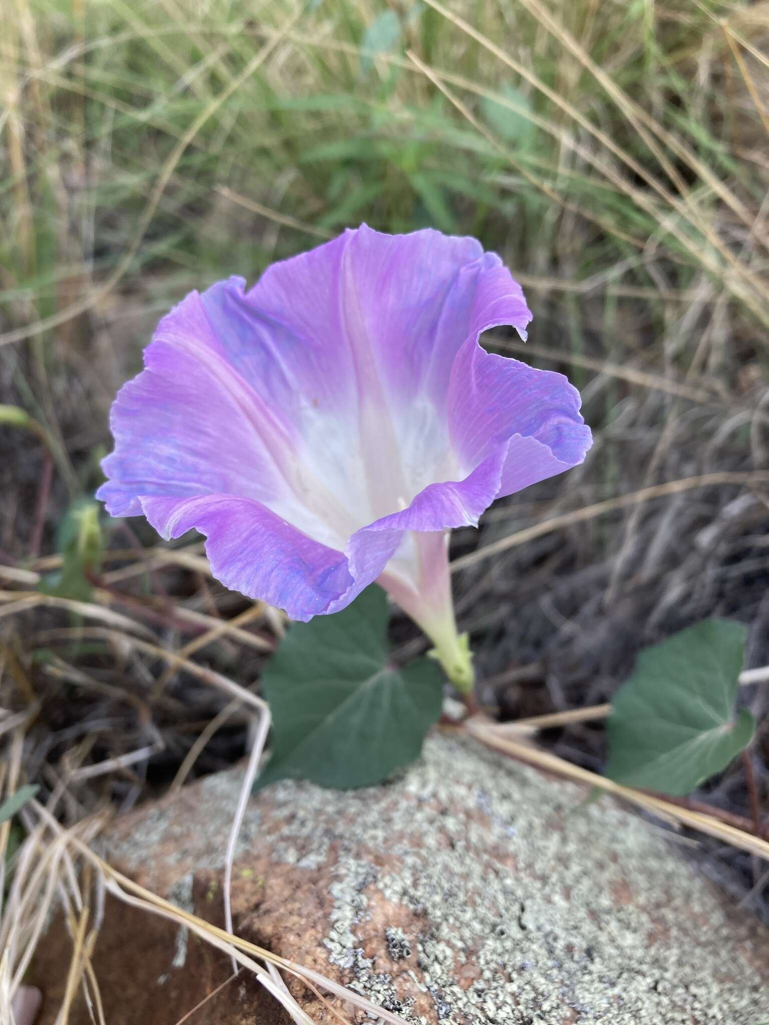 Ipomoea gilana K. Keith & J. A. Mc Donald的圖片