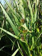 Image of Branched Bur-reed