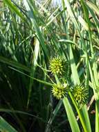 Image of Branched Bur-reed