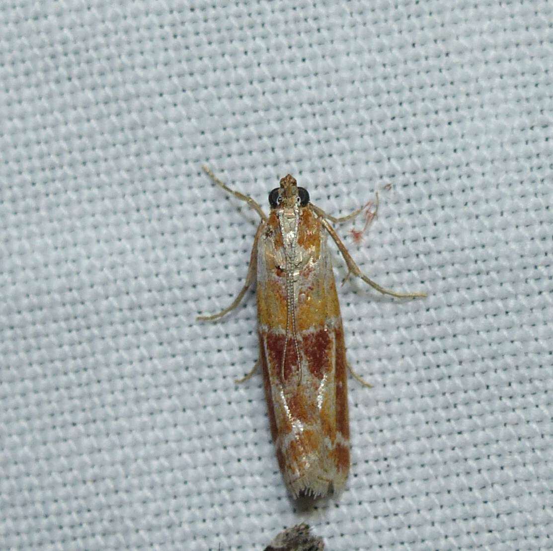 Image of Webbing Coneworm Moth