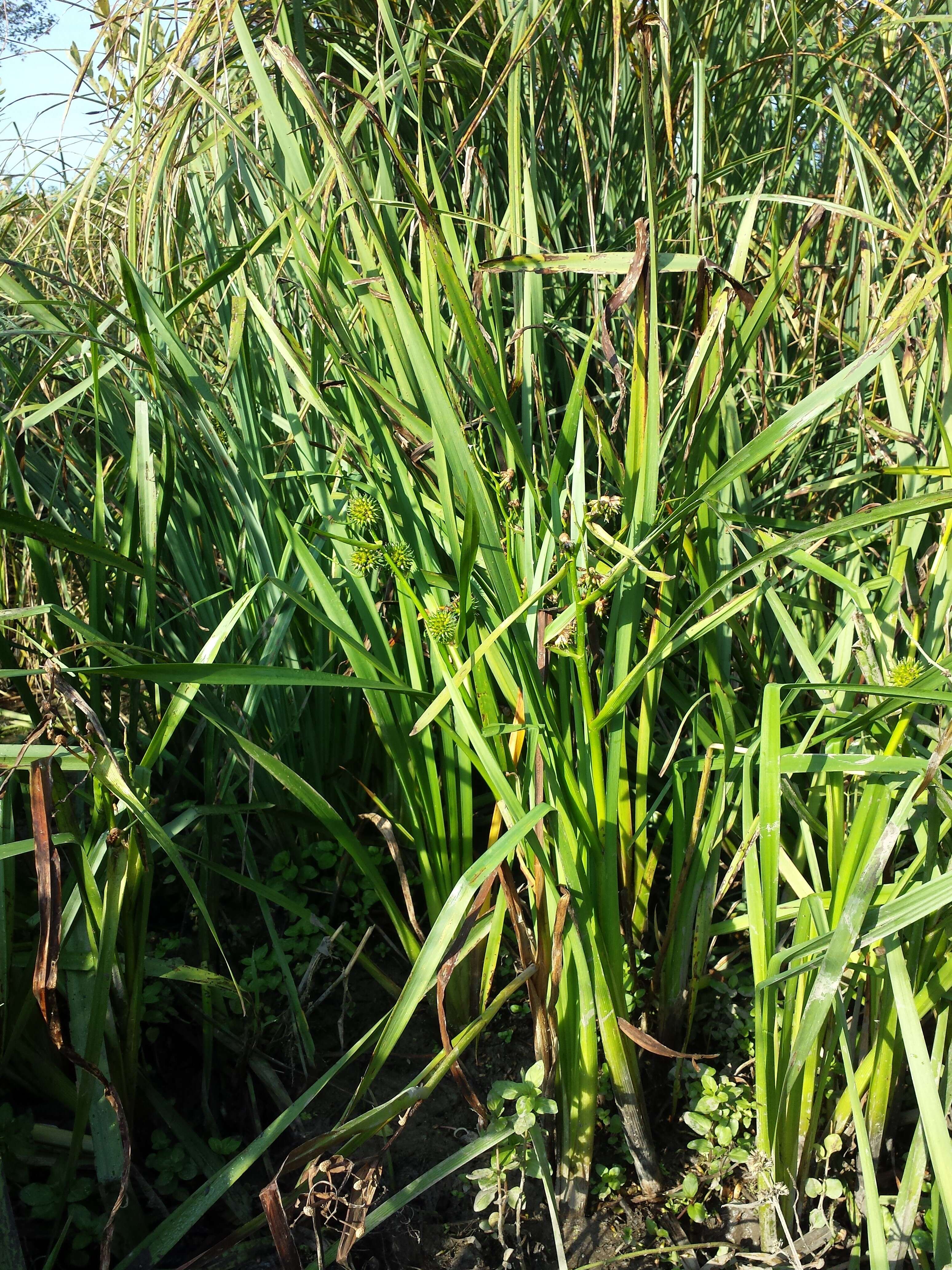 Image of Branched Bur-reed