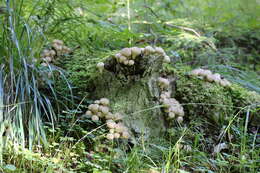 Imagem de Lycoperdon perlatum Pers. 1796