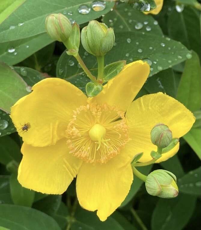 Image of <i>Hypericum hidcoteense</i>