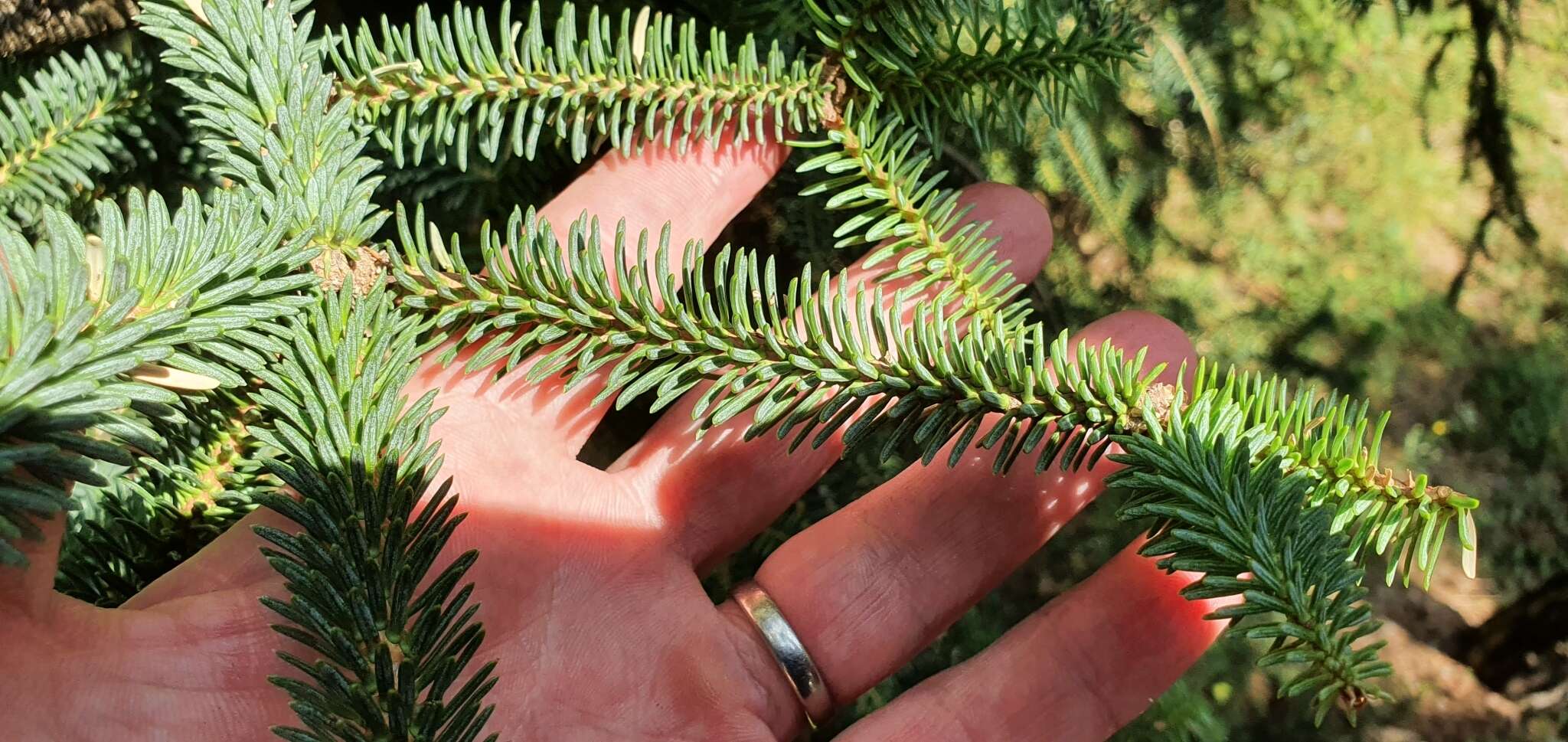 Image of Abies pinsapo var. pinsapo