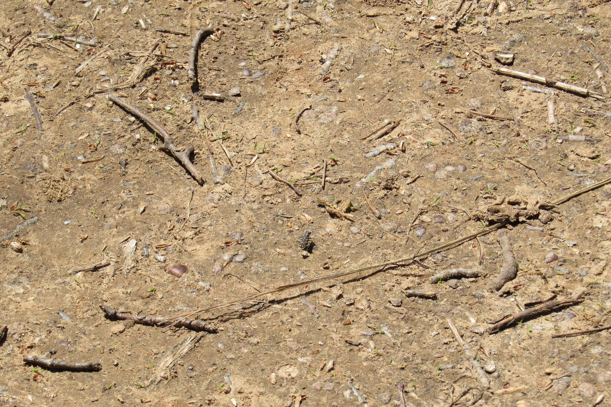 Image of Cicindela (Cicindela) tranquebarica tranquebarica Herbst 1806