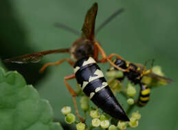 Ectemnius cephalotes (Olivier 1792)的圖片