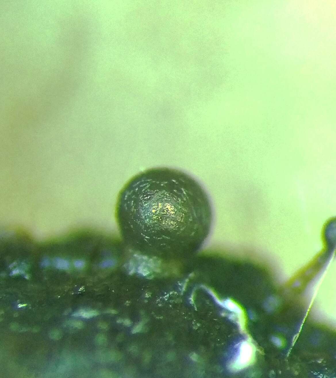 Image of Calomyxa metallica