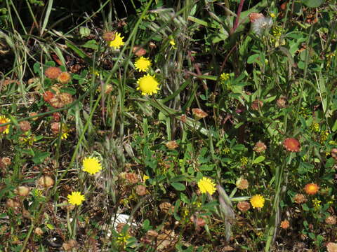 Image of Cotula pruinosa