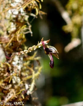 Bulbophyllum minutum Thouars的圖片