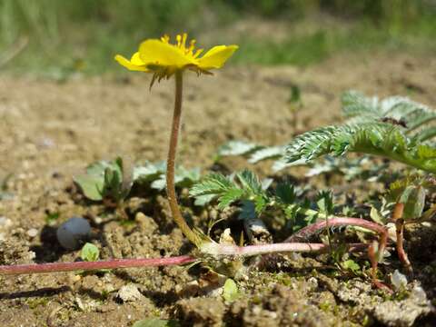 Image of silverweed cinquefoil