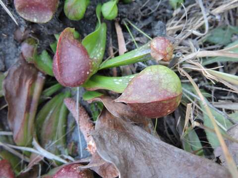 Image of parrot pitcherplant