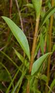 Image of Louisiana goldenrod