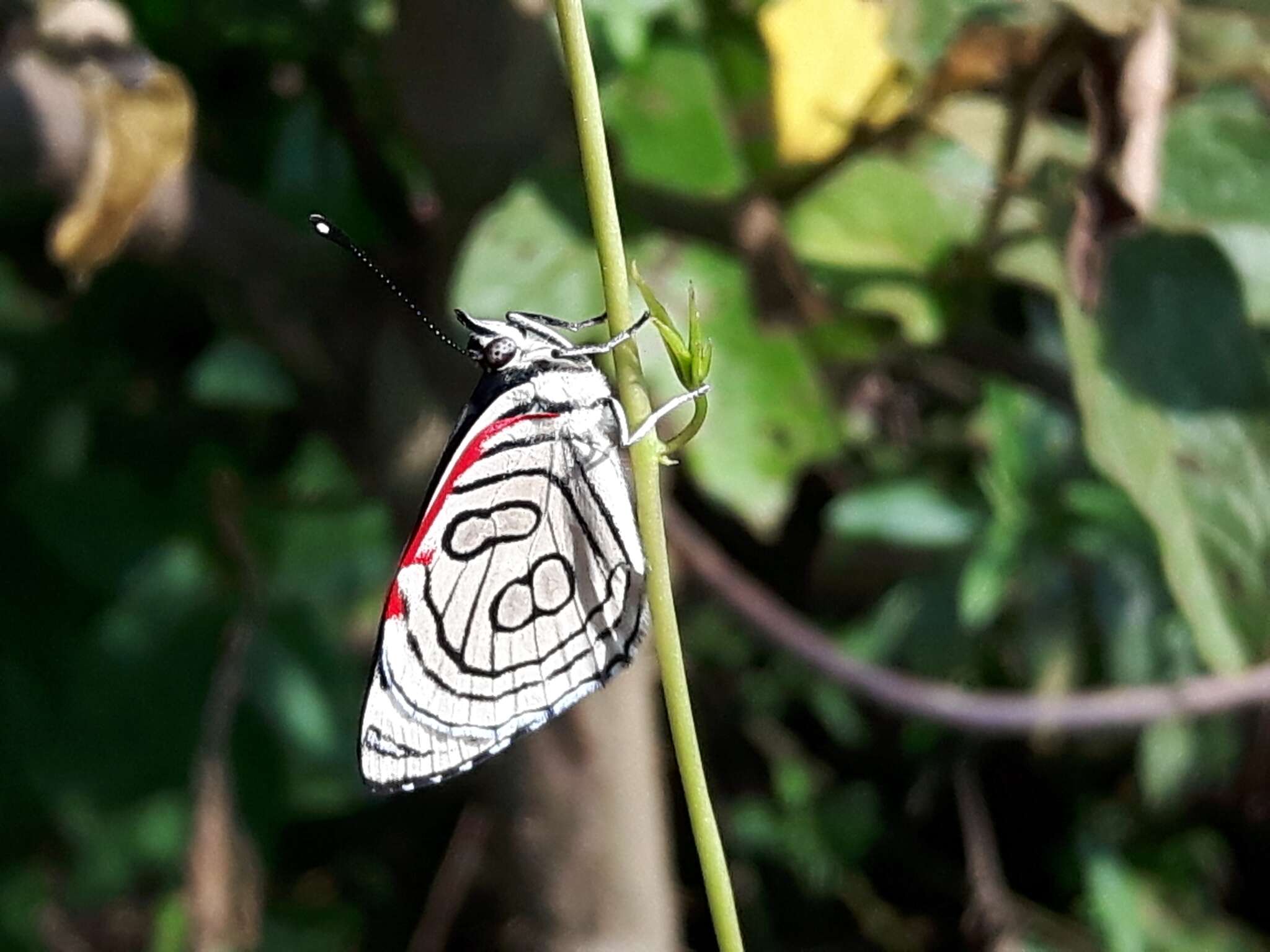 Image of Diaethria candrena Godart 1823