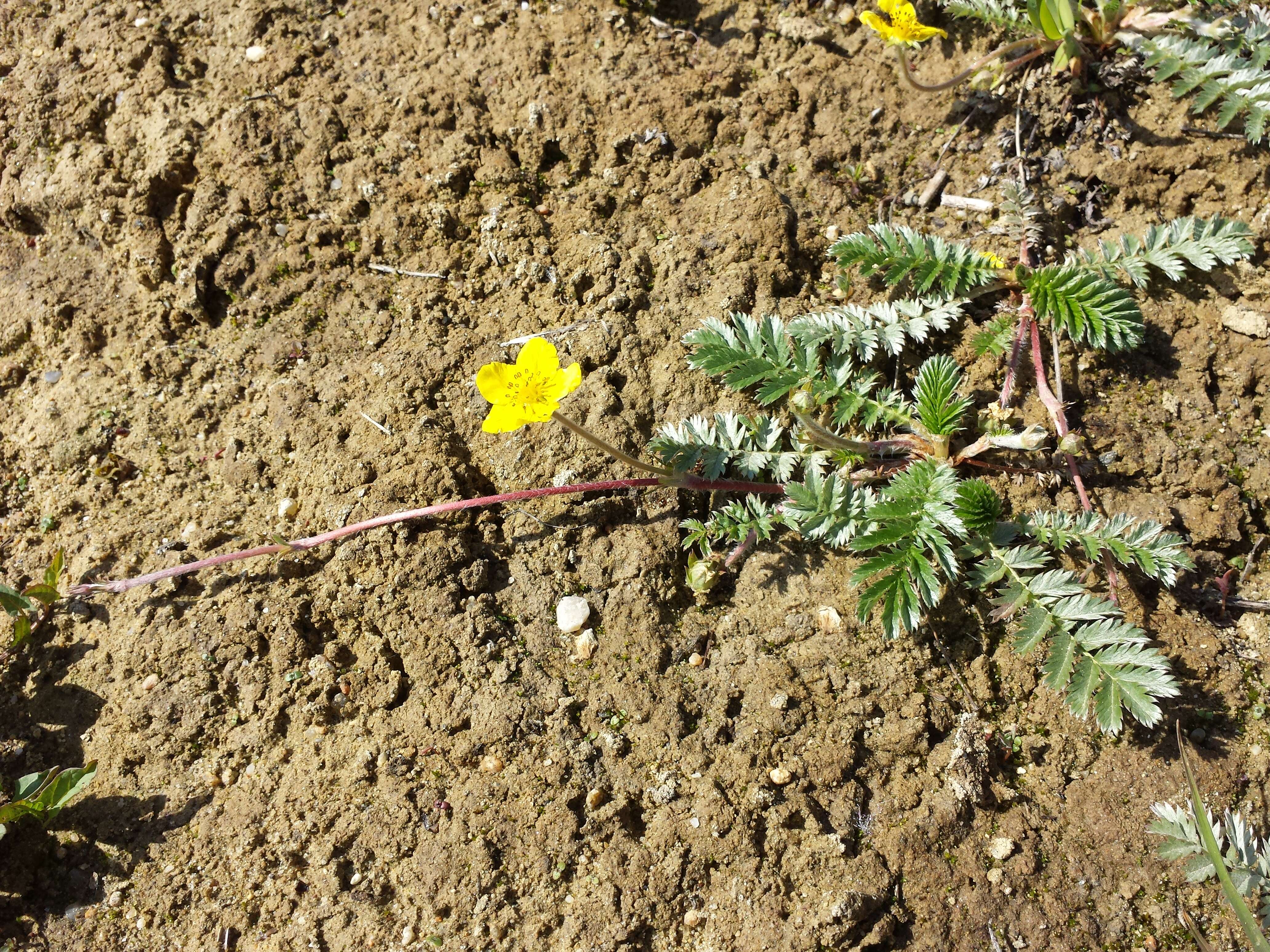 Image of silverweed cinquefoil