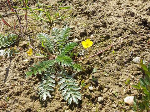 Image of silverweed cinquefoil