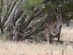 Macropus fuliginosus (Desmarest 1817) resmi