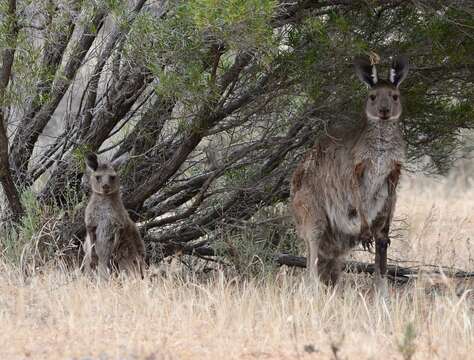 Image of Kangaroo Island Western Grey Kangaroo