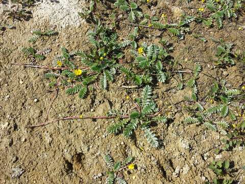 Image of silverweed cinquefoil