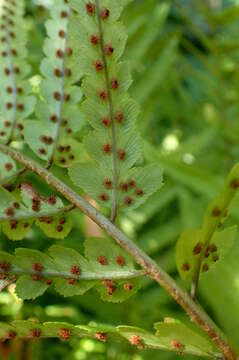 Image of Dryopteris tokyoensis (Matsum.) C. Chr.