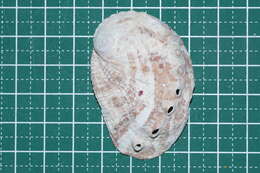 Image of variable abalone