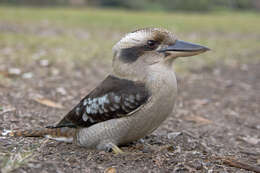 Image of Kookaburra